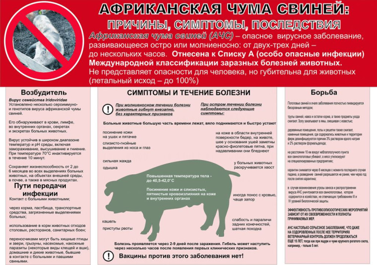 Мероприятия по профилактике африканской чумы свиней. Мероприятия по профилактике африканской чумы свиней.